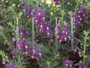 Picture of Angelonia angustifolia 'Carita Purple'