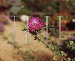 Picture of Anisodontea capensis 