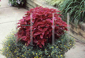 Picture of Solenostemon x 'Copper'