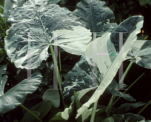 Picture of Colocasia esculenta 'Chicago Harlequin'