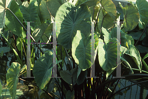 Picture of Colocasia esculenta 'Fontanesii'