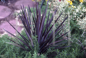 Picture of Cordyline australis 'Red Sensation'