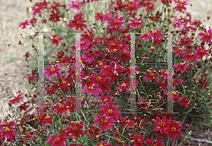 Picture of Coreopsis  'Limerock Ruby'