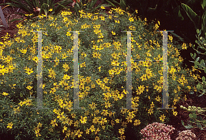 Picture of Coreopsis verticillata 'Golden Gain'