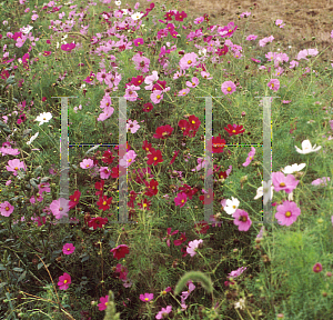 Picture of Cosmos bipinnatus 