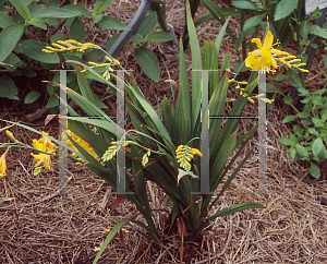 Picture of Crocosmia x crocosmiiflora 'Walburton Yellow'