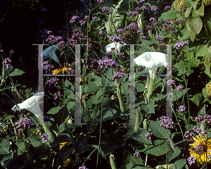 Picture of Datura metel 