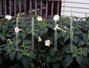 Picture of Datura metel 