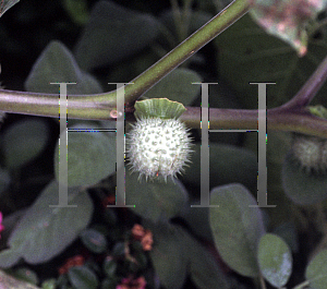 Picture of Datura metel 