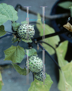 Picture of Datura metel 