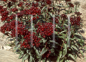 Picture of Dianthus barbatus 'Sooty'