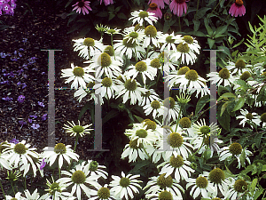 Picture of Echinacea purpurea 'Kim's Mophead'