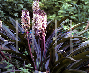 Picture of Eucomis comosa 'Sparkling Burgundy'