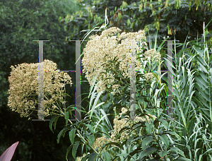 Picture of Eupatorium purpureum 'White Joe'