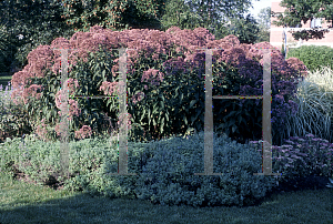 Picture of Eupatorium purpureum 