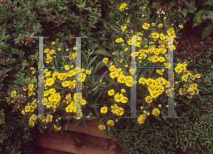 Picture of Helenium autumnale 'Helena Gold'