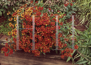 Picture of Helenium autumnale 'Helena Red'