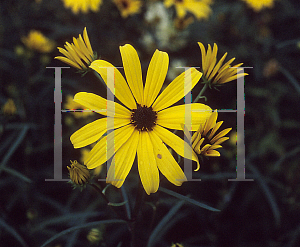 Picture of Helianthus salicifolius 