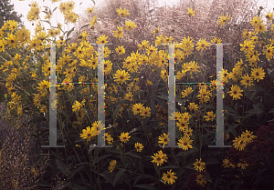 Picture of Helianthus decapetalus 'Capenoch Star'