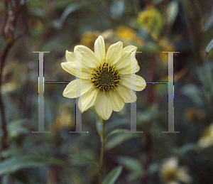 Picture of Helianthus giganteus 'Shiela's Sunshine'