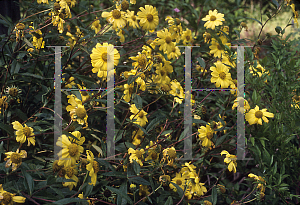 Picture of Helianthus x 'Mark's Apollo'