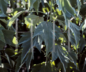 Picture of Hibiscus lasiocarpus 