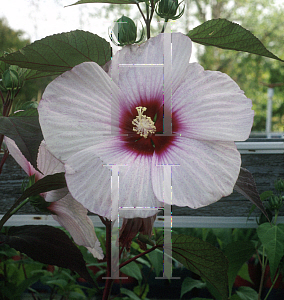 Picture of Hibiscus  'Etna'