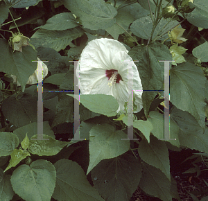 Picture of Hibiscus  'Old Yella'