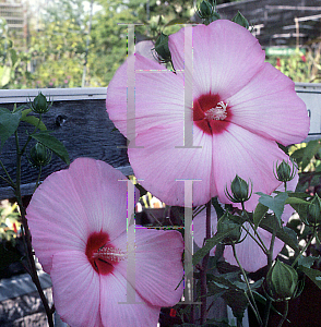 Picture of Hibiscus moscheutos 'Wrapped Up'