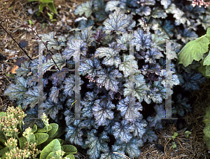 Picture of Heuchera  'Amethyst Myst'