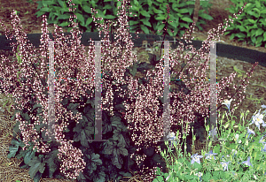 Picture of Heuchera  'Harmonic Convergence'