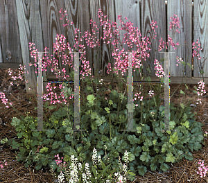 Picture of Heuchera  'Rosemary Bloom'