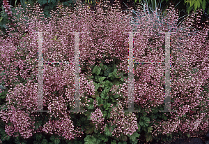 Picture of Heuchera  'Strawberry Swirl'