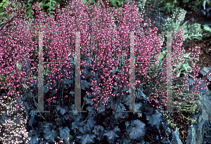 Picture of Heuchera  'Vesuvius'