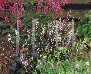 Picture of X Heucherella  'Quicksilver'