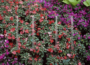 Picture of Impatiens x hawkeri 'Cheeky Sparkling Orange'