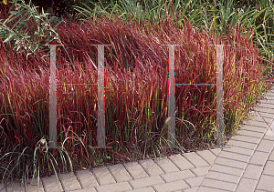 Picture of Imperata cylindrica 'Red Baron'