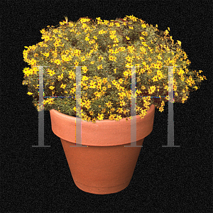 Picture of Coreopsis verticillata 'Golden Gain'