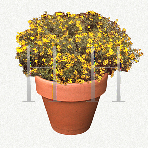 Picture of Coreopsis verticillata 'Golden Gain'