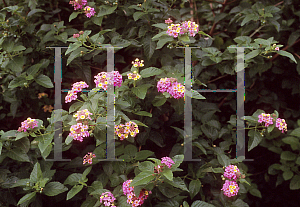 Picture of Lantana camara 'Deene Day Smith'