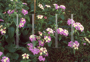 Picture of Lantana camara 'Deene Day Smith'