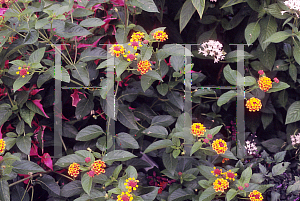 Picture of Lantana camara 'Flame'