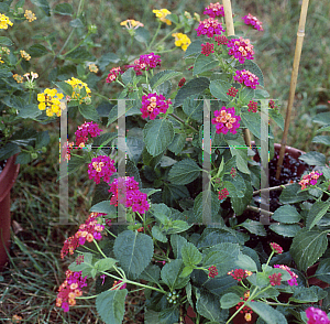 Picture of Lantana camara 'Hot Cowboy'