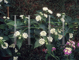 Picture of Lantana camara 'Patriot Marc Cathey'