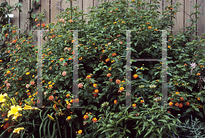 Picture of Lantana camara 'Miss Huff'