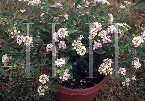 Picture of Lantana camara 'Parasol'