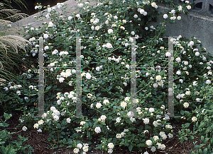 Picture of Lantana camara 'Susan'