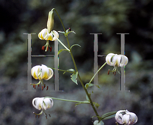 Picture of Lilium taliense 