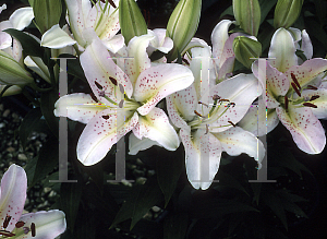 Picture of Lilium  'Egypt'