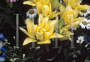 Picture of Lilium  'Fata Morgana'